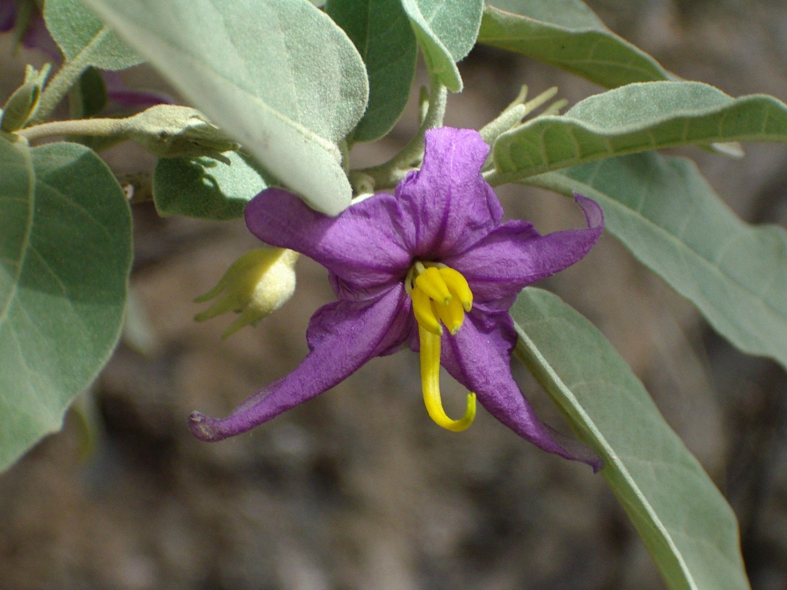 Solanum lidii o Pimentero de Temisas | Ecosistemaglobal esta mejorando su  servicio
