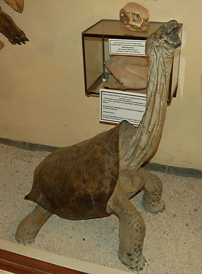 Tortuga gigante de Pinta extinta Chelonoidis abingdonii