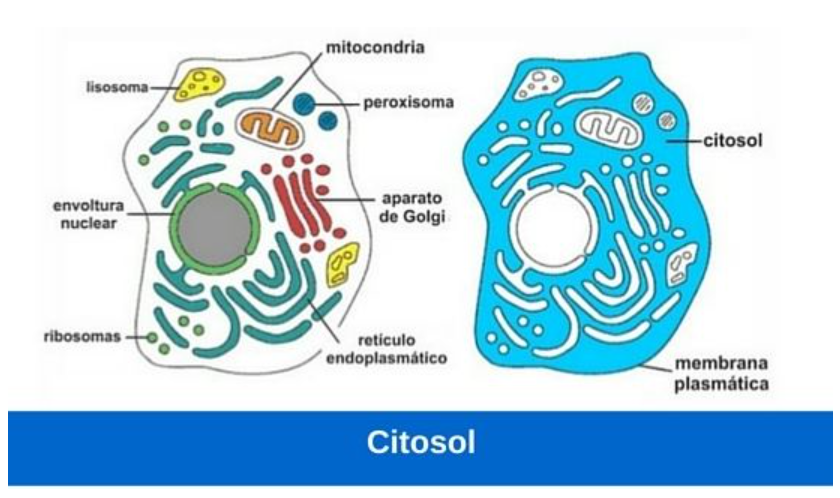 que son los ribosomas, citosol, digestión celular