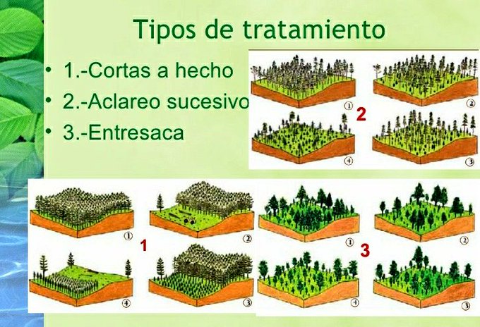 tipos de tratamiento silvícola forestal Fuente: GRUPAL Medio Ambiente