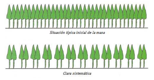 Tipos de cortas en bosques. claras