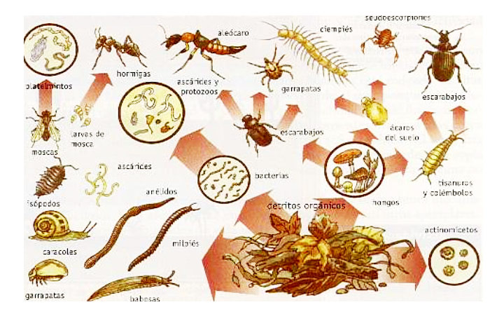 Insectos en Zonas Áridas: Sobreviviendo en el Desierto