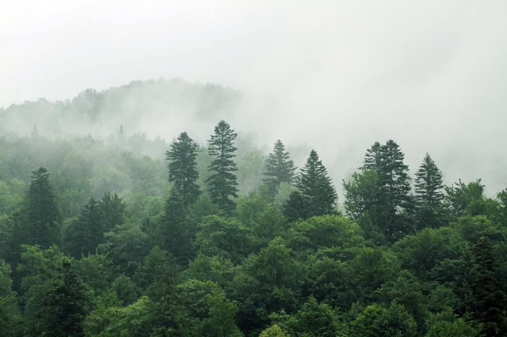 Comprendiendo los Límites del Clima en la Estructura de los Bosques Europeos